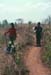 mondulkiri22