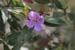 bokor2007_067