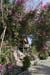 koh_tao064